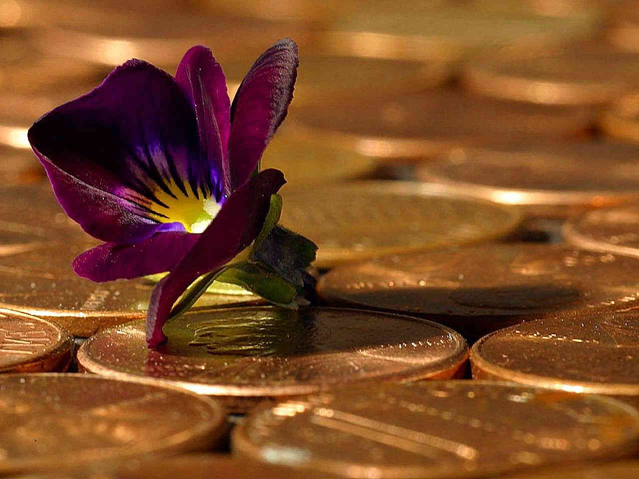 Upgrade My Money Free Gifts background image